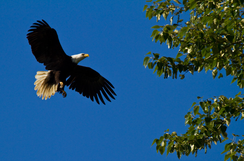Bald Eagle Landing In Tree